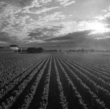 Load image into Gallery viewer, FRIULI DINNER + Vie di Romans Winery - Thursday September 15th